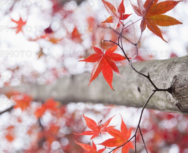 Maple tree in autumn. Photographe : Jamie Grill