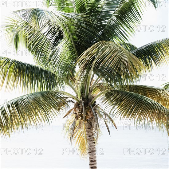 Palm tree. Photographe : Jamie Grill