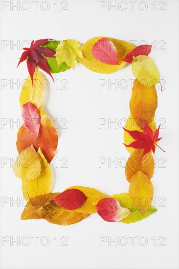 Rectangle of autumn leaves. Photographe : Chris Hackett