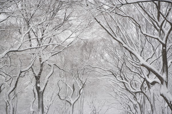 Snow covered trees. Photographe : fotog