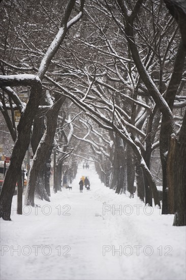 Tree lined path covered in snow. Photographe : fotog