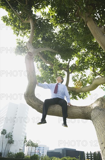 Businessman sitting in tree.