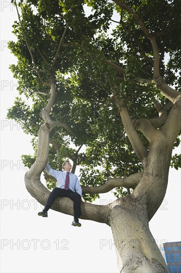 Businessman sitting in tree.