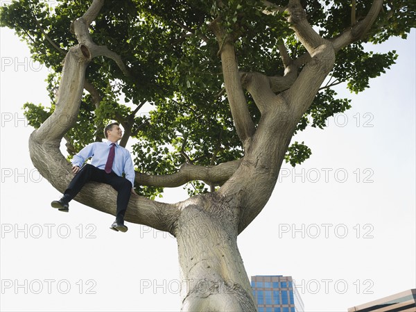 Businessman sitting in tree.