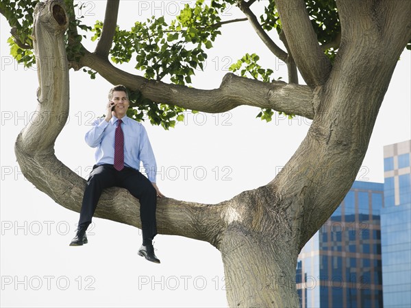 Businessman sitting in tree.