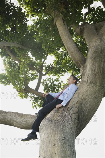 Businessman sitting in tree.