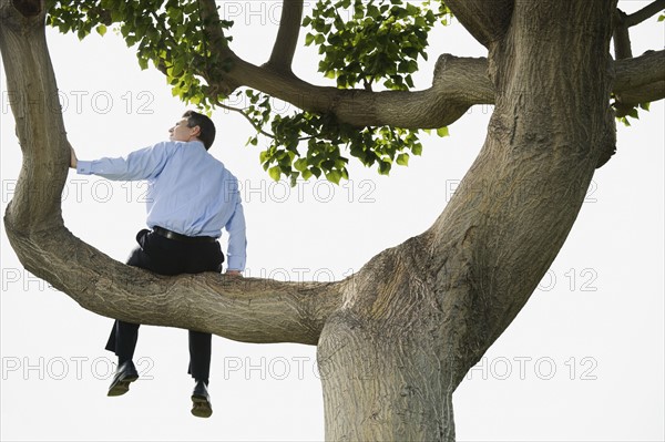 Businessman sitting in tree.