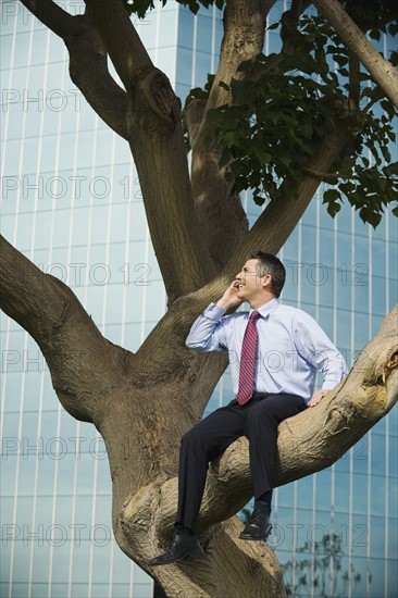 Businessman sitting in tree.