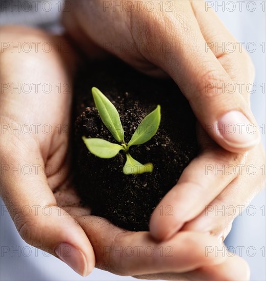 Sapling in hands. Photographe : momentimages