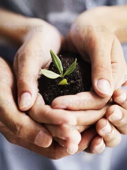 Sapling in hands. Photographe : momentimages