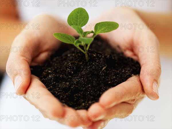 Hands holding sapling. Photographe : momentimages