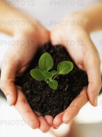 Hands holding sapling. Photographe : momentimages