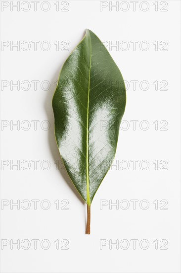 Green magnolia leaf. Photographe : Chris Hackett