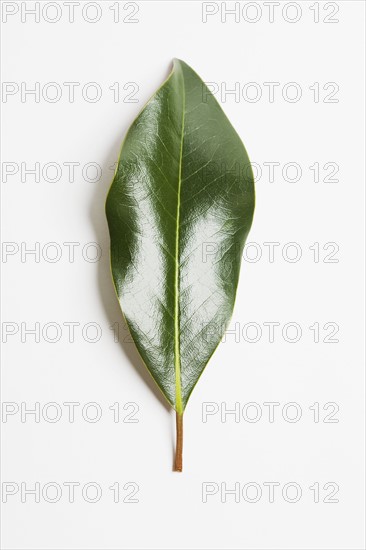 Green magnolia leaf. Photographe : Chris Hackett