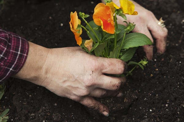 Hands planting pansies. Photographe : Stewart Cohen