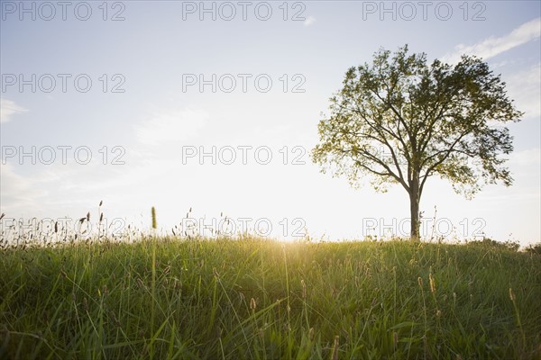 Field at sunset. Photographe : Chris Hackett