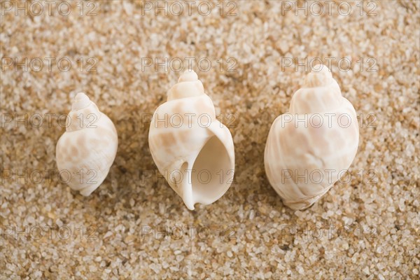 Three seashells on sand. Photographe : Kristin Lee
