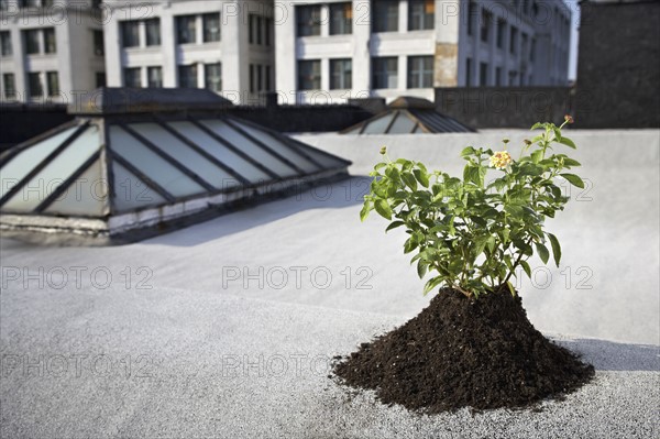 Aspen sapling on rooftop. Photographe : Shawn O'Connor