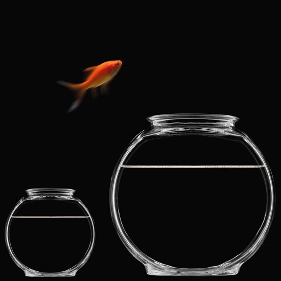 Goldfish jumping out of bowl. Photographe : Mike Kemp