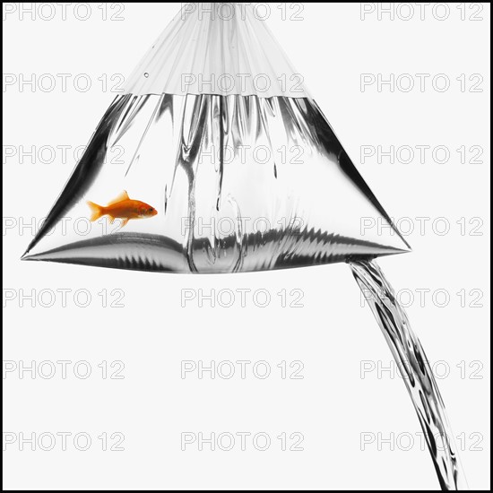 Leaky bag with a goldfish in it. Photographe : Mike Kemp