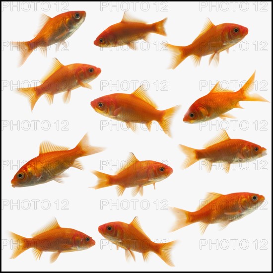 Goldfish. Photographe : Mike Kemp