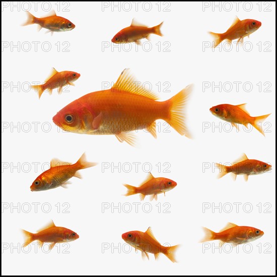 Goldfish. Photographe : Mike Kemp