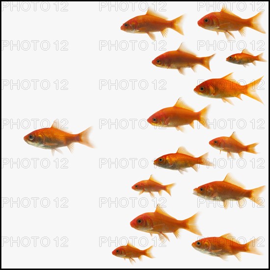 Goldfish. Photographe : Mike Kemp