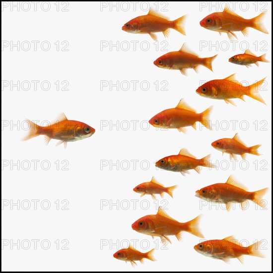 Goldfish. Photographe : Mike Kemp