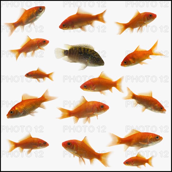 Goldfish. Photographe : Mike Kemp