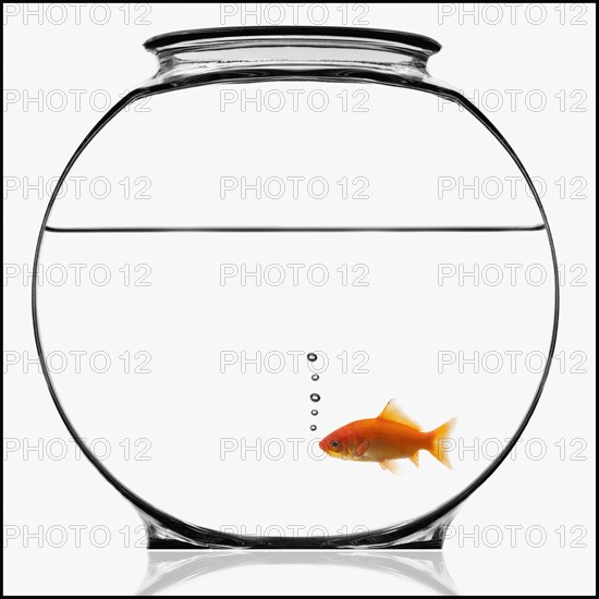 Goldfish in bowl. Photographe : Mike Kemp