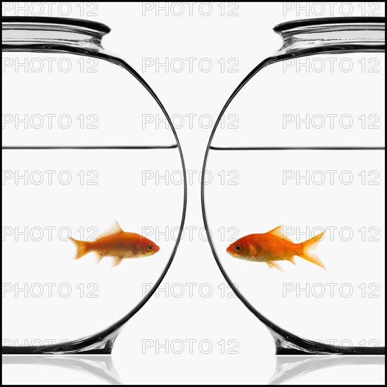 Two bowls of goldfish. Photographe : Mike Kemp