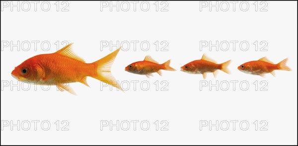 Goldfish. Photographe : Mike Kemp