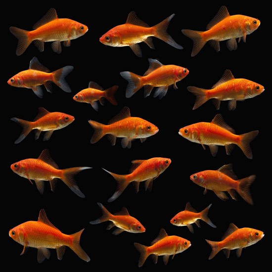 Goldfish. Photographe : Mike Kemp