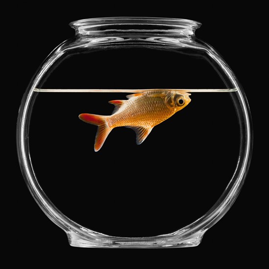 Goldfish in bowl. Photographe : Mike Kemp