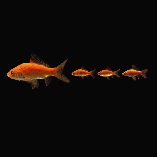 Goldfish. Photographe : Mike Kemp