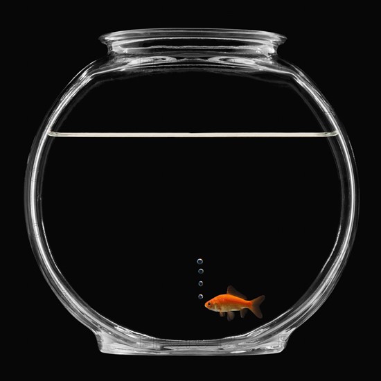 Goldfish in bowl. Photographe : Mike Kemp