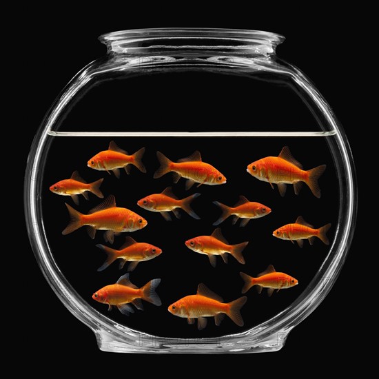 Goldfish in bowl. Photographe : Mike Kemp