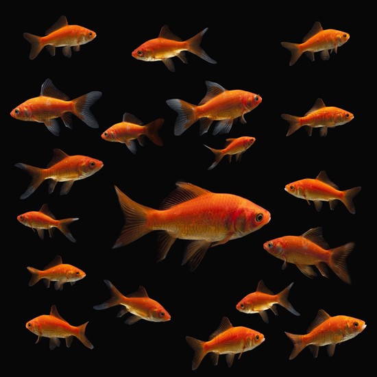 Goldfish. Photographe : Mike Kemp