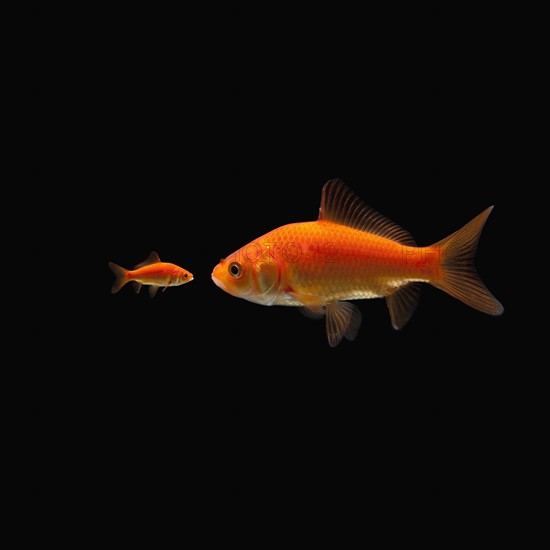 Goldfish. Photographe : Mike Kemp