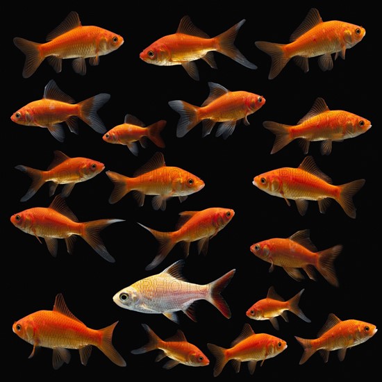 Goldfish. Photographe : Mike Kemp