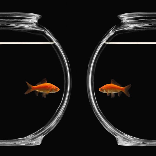 Goldfish in bowl. Photographe : Mike Kemp