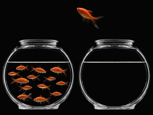 Goldfish jumping out of bowl. Photographe : Mike Kemp