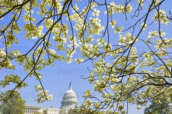 Dogwood branches with Capitol building in background.