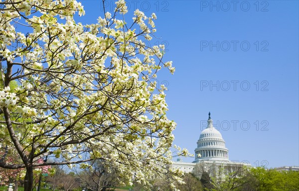 Dogwood tree with Capitol building in background.