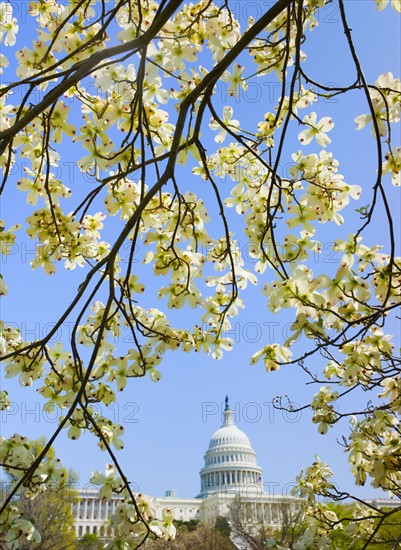 Dogwood branches with Capitol building in background.