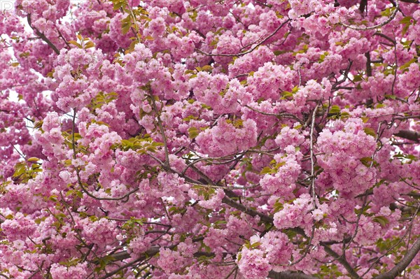 Pink cherry blossoms.