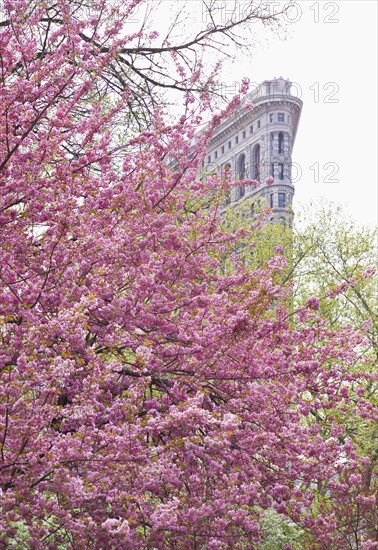 Cherry blossoms in front of a flat iron building.