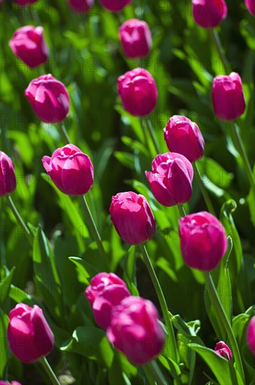 Pink tulips.