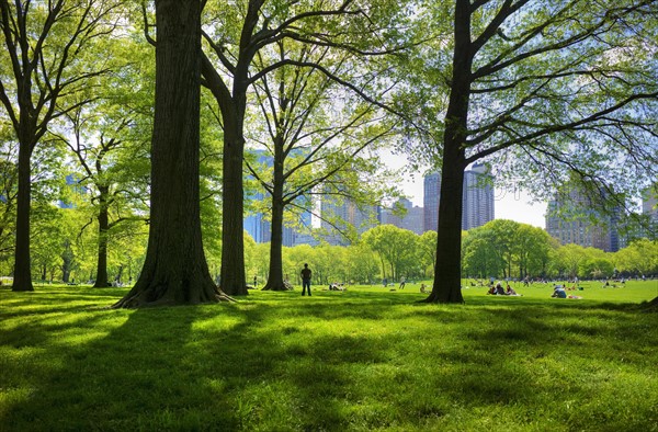 Great lawn in Central Park.