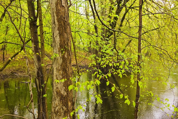 Pond in Bedford New York.